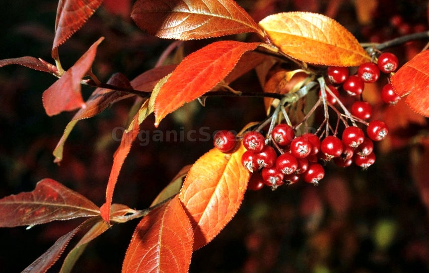 Photinia pyrifolia