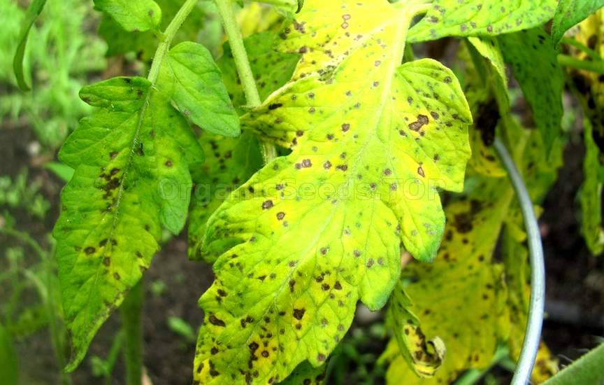 chlorothalonil fungicide tomato early blight