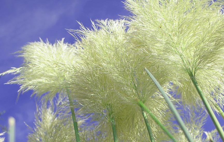 How to Grow Pampas Grass How Long Does Dried Pampas Grass Last