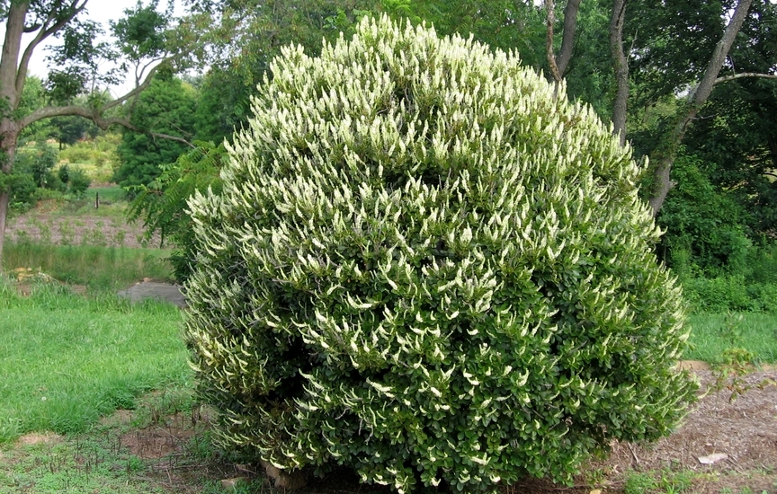 Clethra acuminata