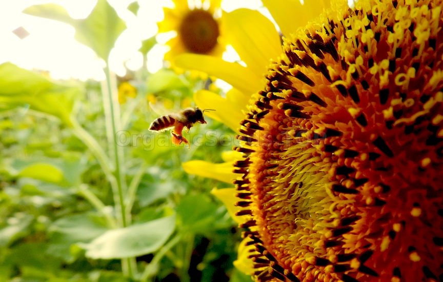 How To Grow Sunflowers