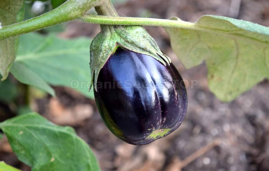 Growing Eggplant