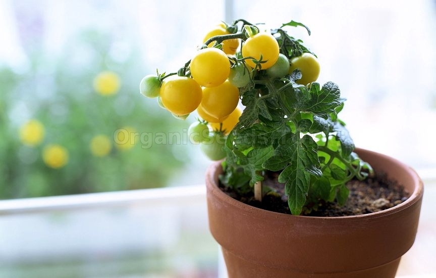 Tomatoes in a Container