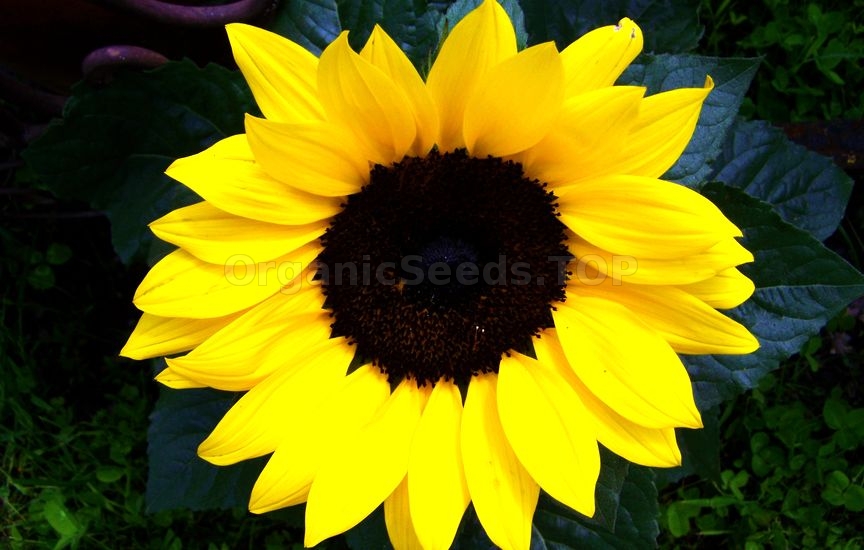 When to Plant Dwarf Sunflowers Outside
