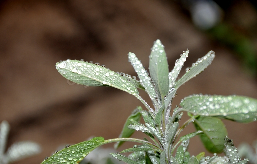 How to Grow Sage