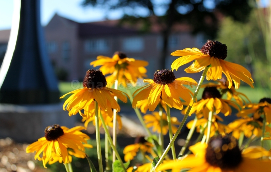 Fall Flowers