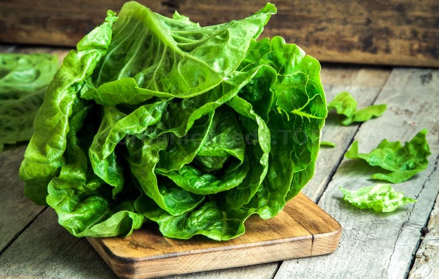 How to Grow Lettuce