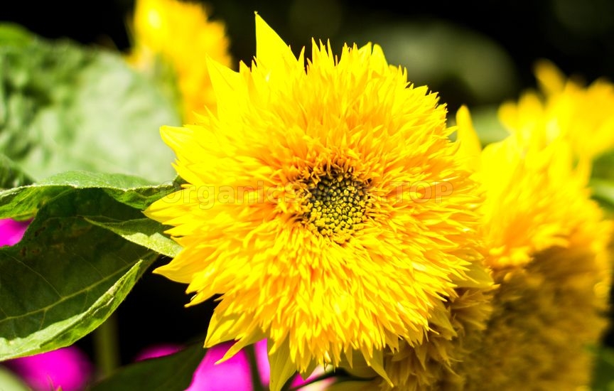 How To Grow Sunflowers