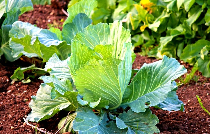 Grow your own Cabbages