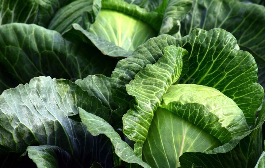 Grow your own Cabbages