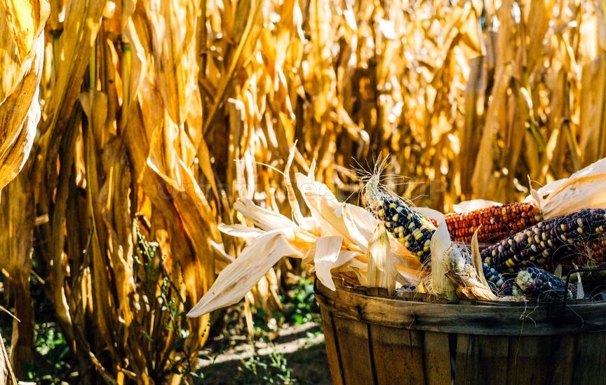 Benefits of Corn Maize