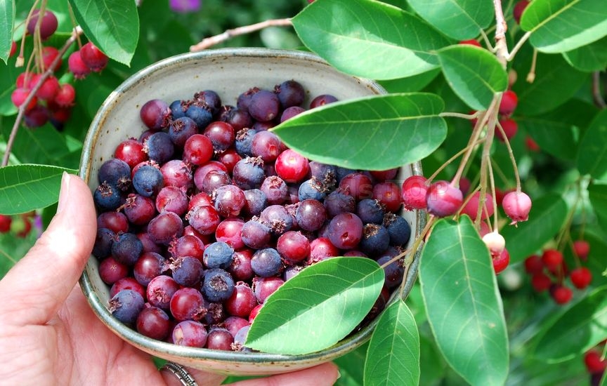 How To Grow And Care For A Serviceberry Tree
