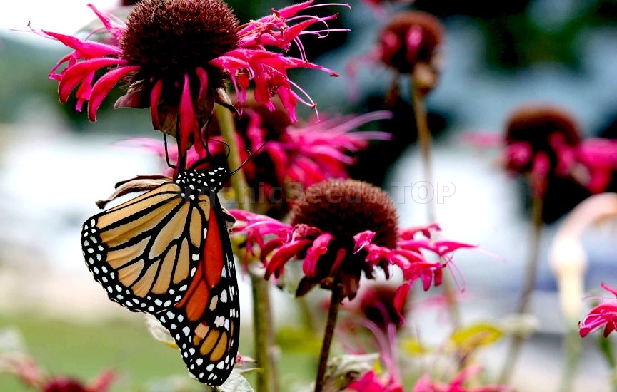 Monarda for Butterflies