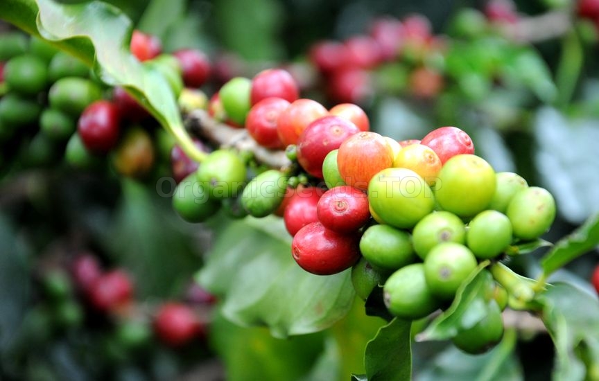 Coffee Plant Care
