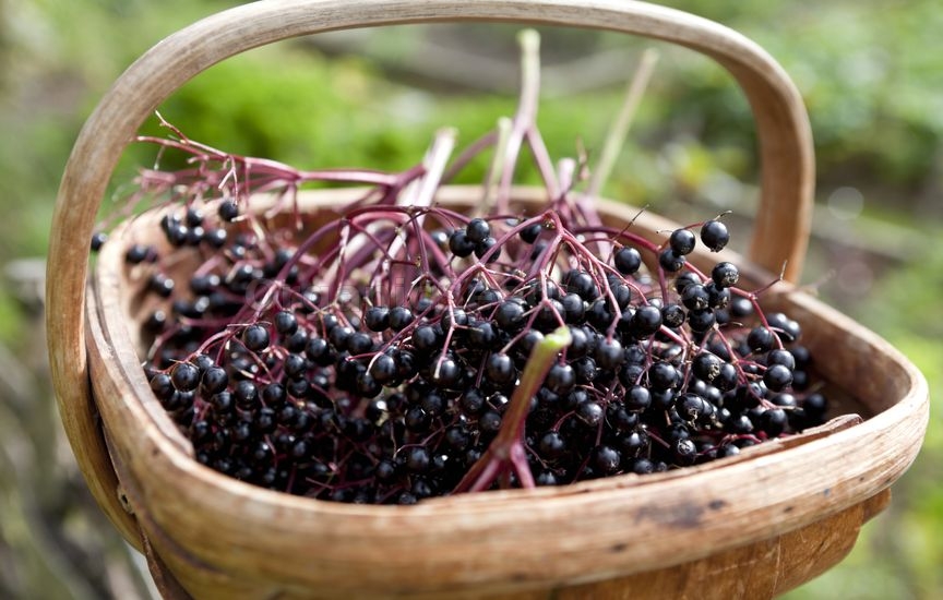 11 Health Benefits of Elderberries