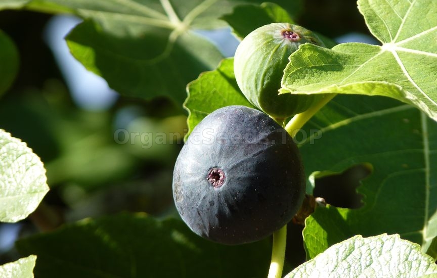 How To Grow Figs