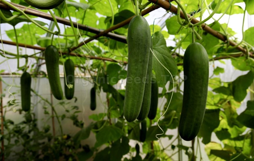 All About Cucumbers