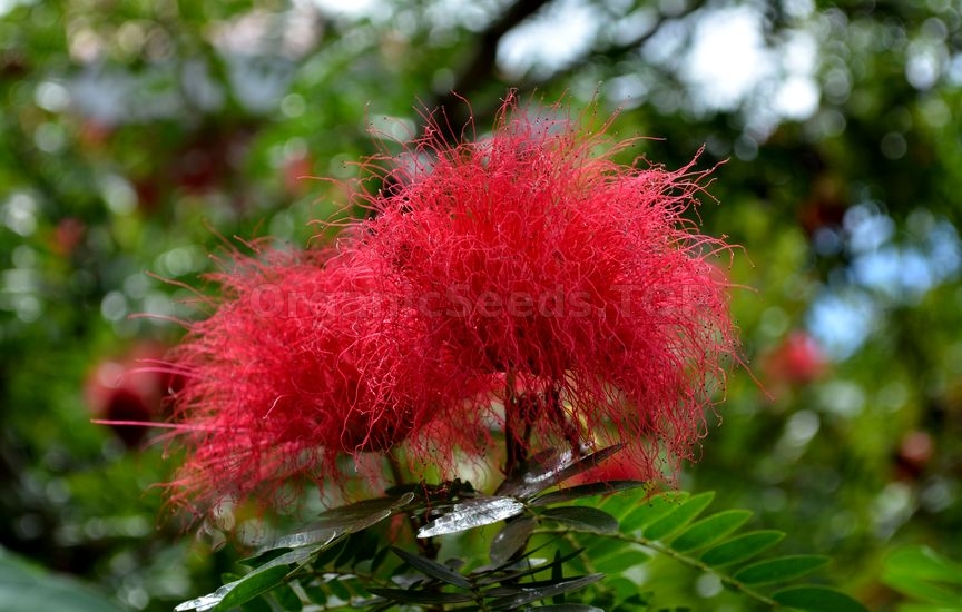 Persian Silk Tree