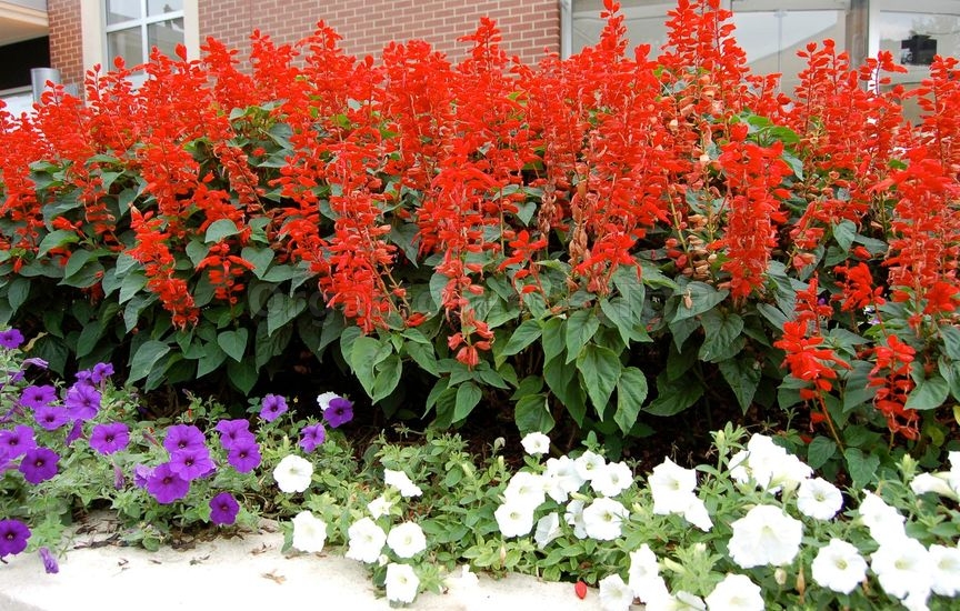 How to Grow Scarlet Sage