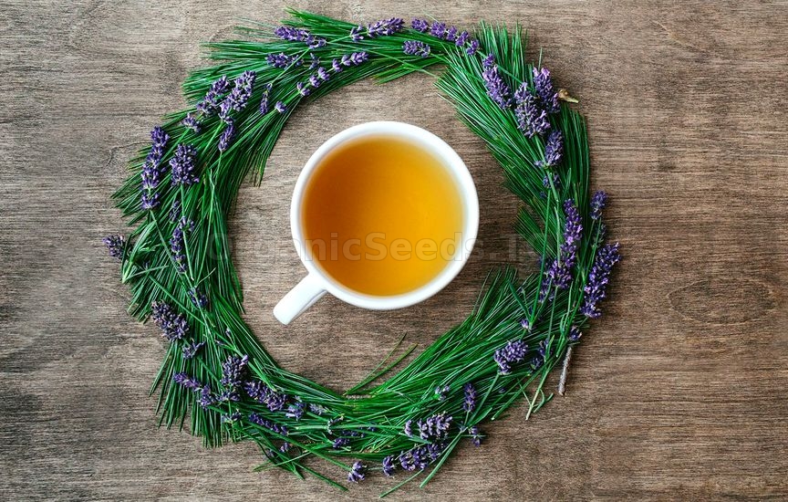 Benefits of Lavender Tea