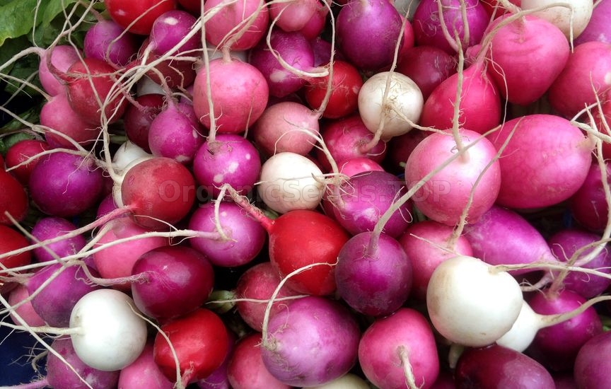 All About Radishes