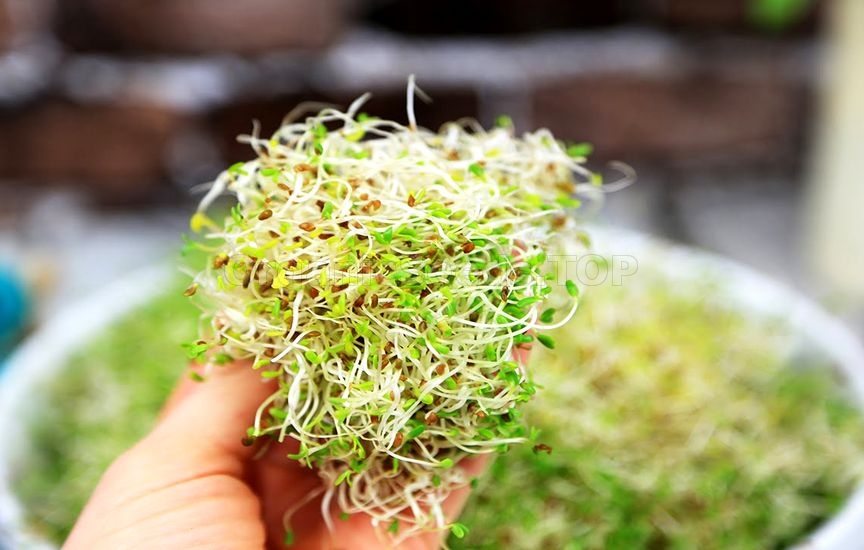 Health Benefits of Alfalfa Sprouts