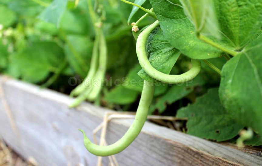 Growing Snap Beans