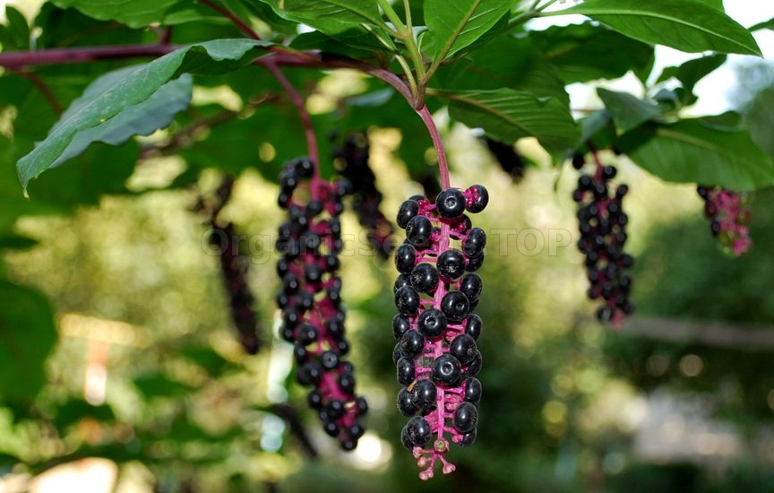 Pokeberry – Phytolacca Americana