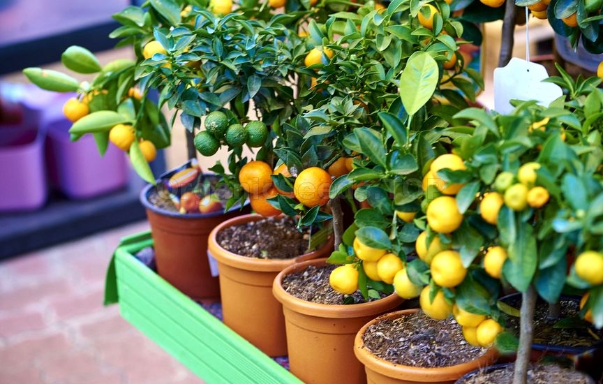 8 Fruit Trees for Patio