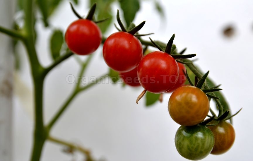 Cherry Tomato Growing Tips