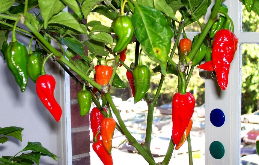 How To Grow Chilli Peppers