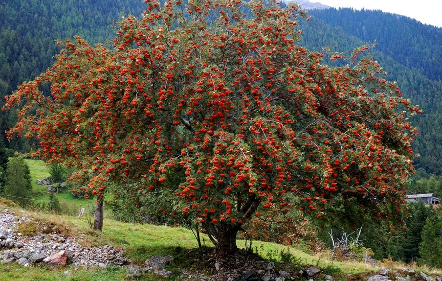 How to grow Rowan
