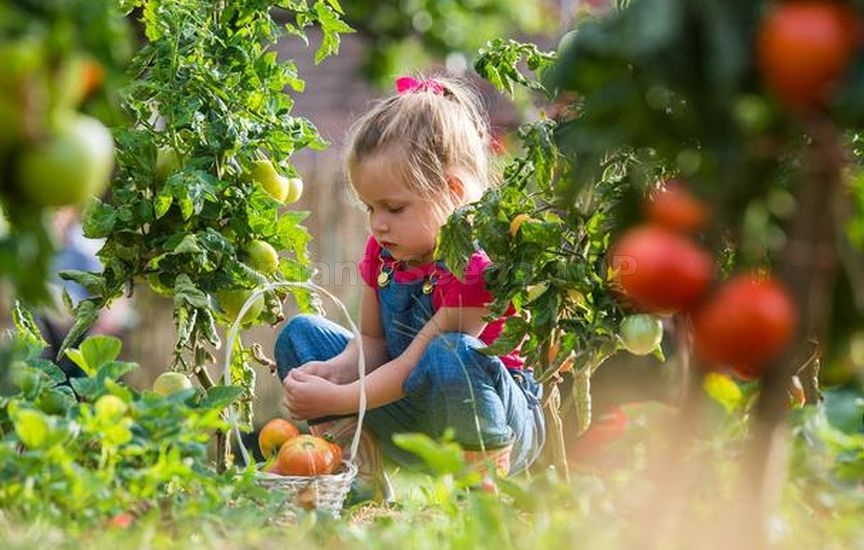 Organic garden: basics of bio-farming