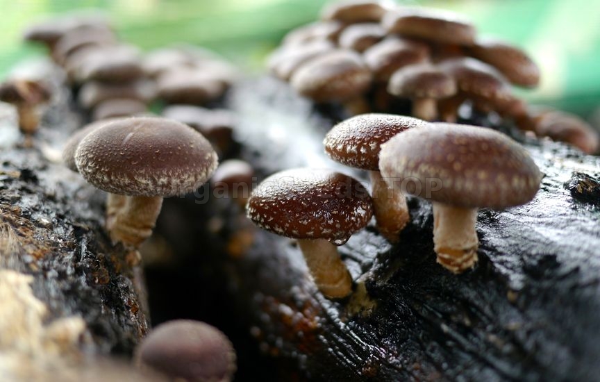 Benefits of Shiitake Mushrooms