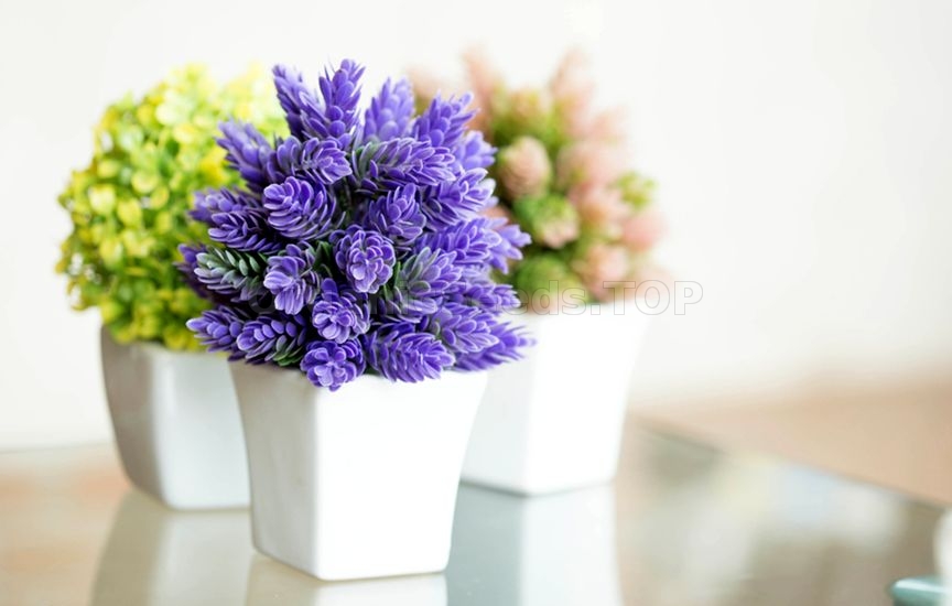 5 of the Easiest Houseplants to Grow From Cuttings