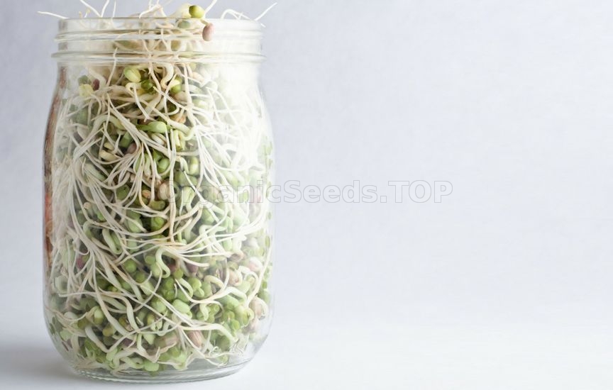 Benefits of Bean Sprouts