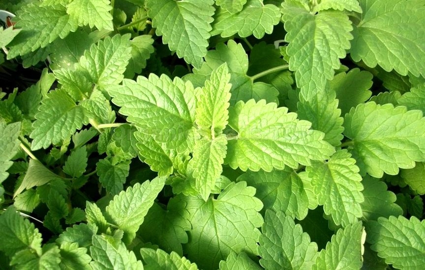 Health Benefits of Catnip
