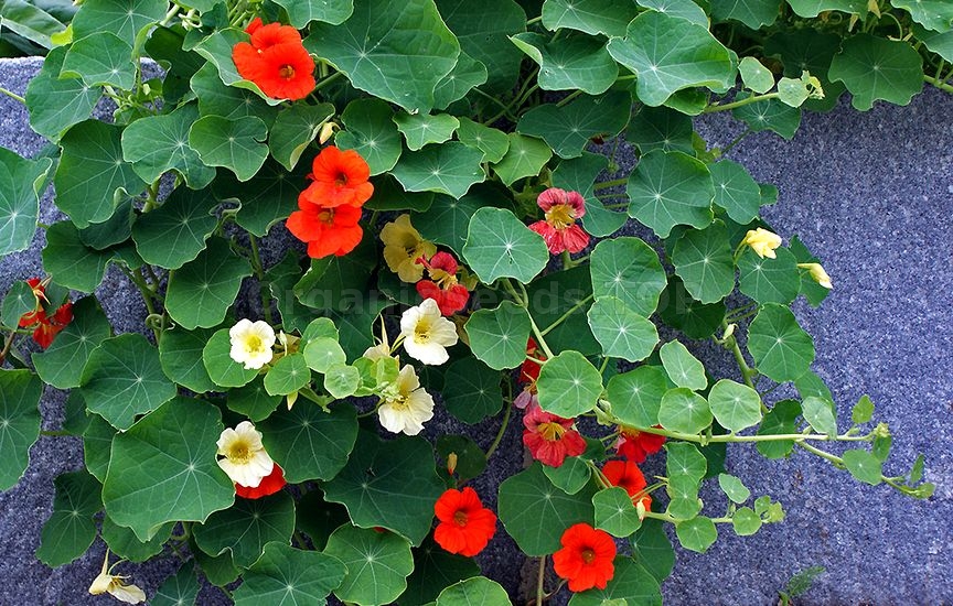 Nasturtium Flower - How to Grow and Care