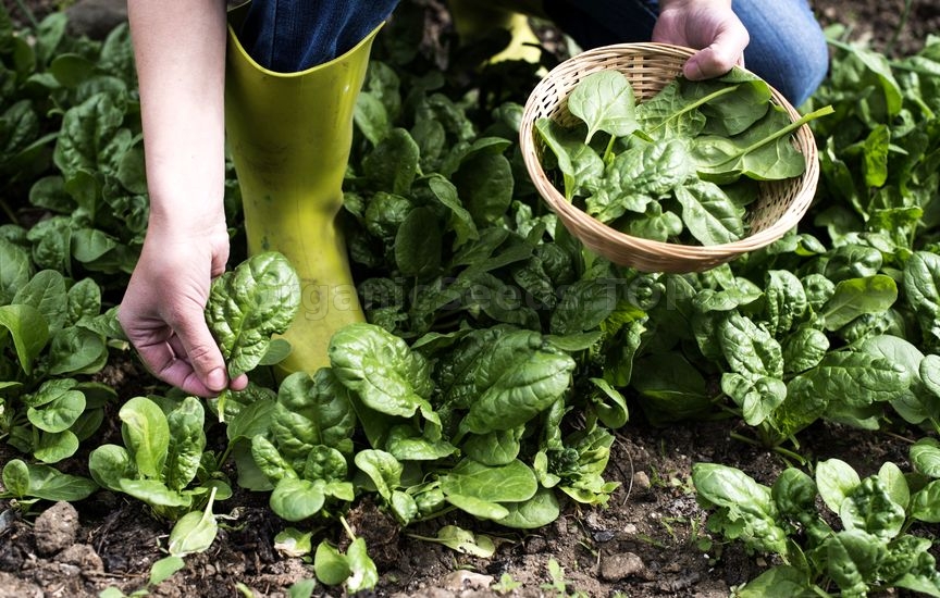 How to Grow Spinach