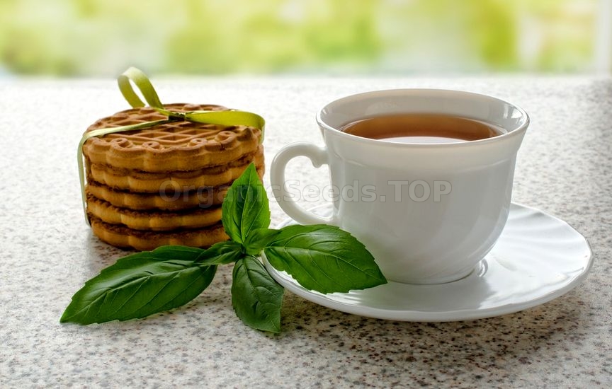 Benefits of Basil Tea