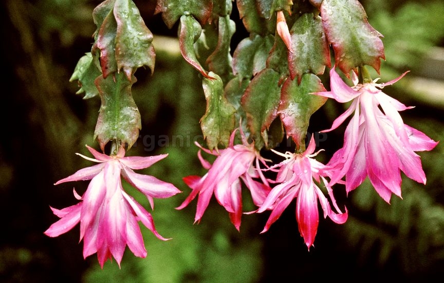 Christmas Cactus, Schlumbergera – How To Care For This Houseplant