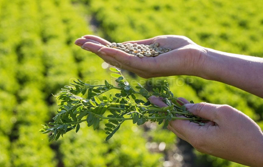 How to Grow and How to Use Lentils