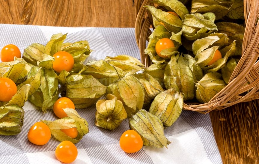 How to Grow Hundreds of Ground Cherries