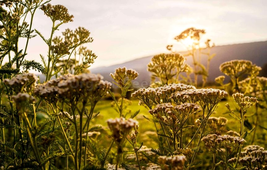 Benefits of Yarrow Essential Oil
