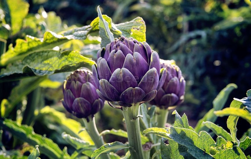 Ultimate Guide to Growing Artichokes