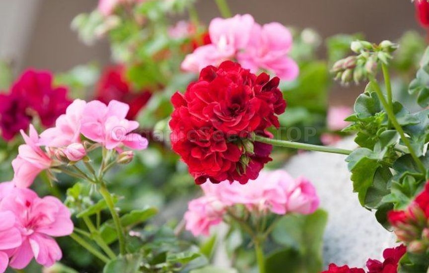 What flowers should be sown for seedlings in January