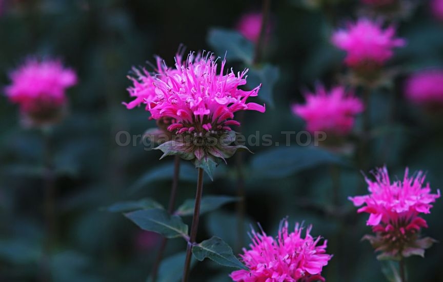 How to Grow and Care Monarda Plants