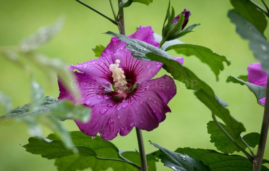 Hollyhock from Seeds