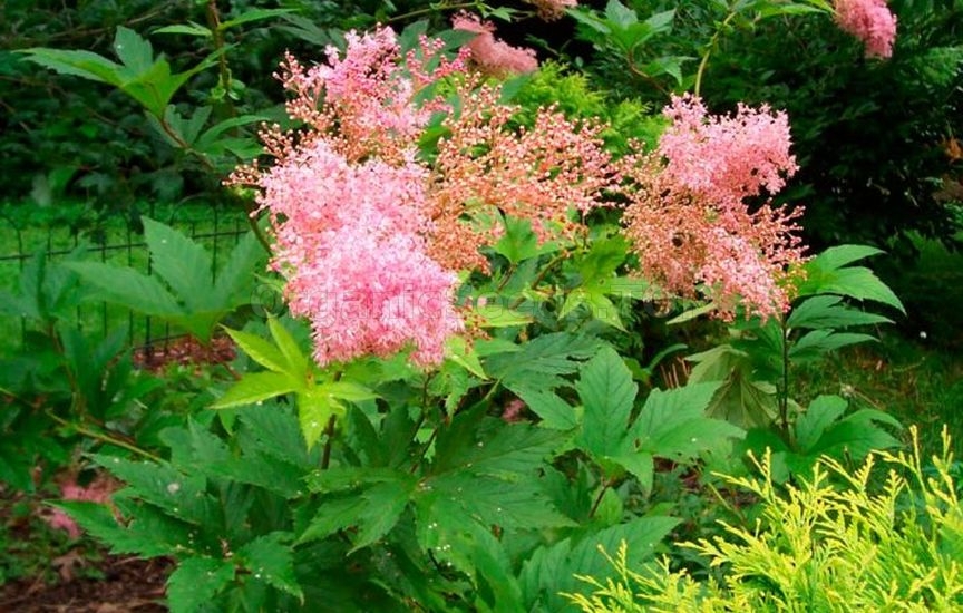 Meadowsweet: planting and care