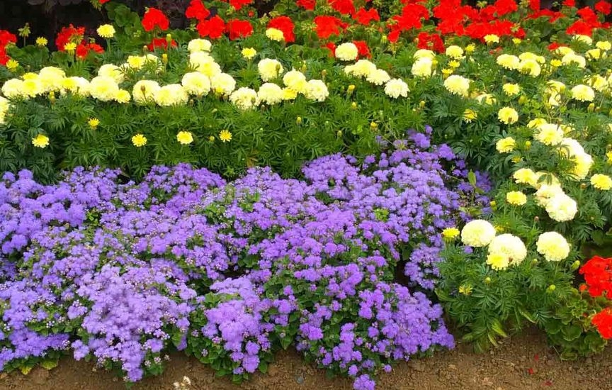 Ageratum in your flower garden